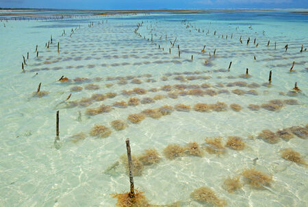Seaweed farming in the clear coastal waters of Zanzibar islandの写真素材