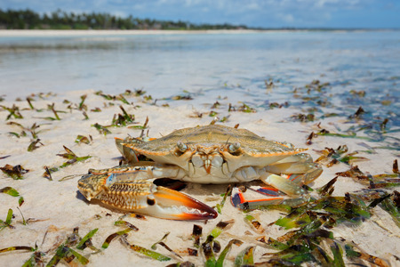 Large swimming crab on the beach, Zanzibar islandの写真素材