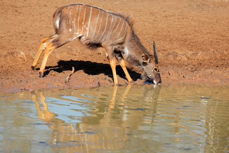 Male Nyala antelope - Tragelaphus angasii - drinking water, Mkuze game reserve, South Africaの写真素材