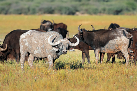 Mud covered African or Cape buffaloes - Syncerus caffer, South Africaの写真素材