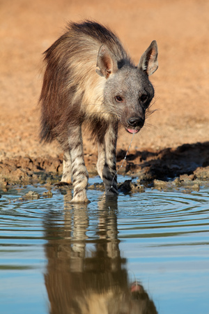 A brown hyena (Hyaena brunnea) drinking water, Kalahari desert, South Africaの写真素材