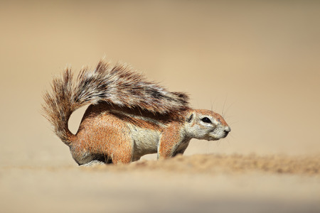 A ground squirrel - Xerus inaurus, Kalahari desert, South Africaの写真素材