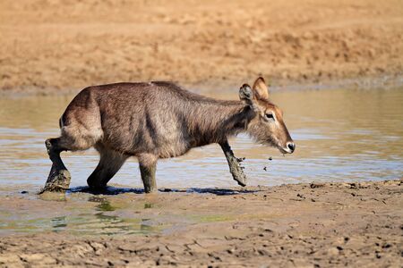 Waterbuck - Kobus ellipsiprymnus - in mud, Pilanesberg National Park, South Africaの写真素材