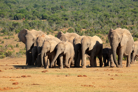 Herd of African elephants (Loxodonta africana) in natural habitat, South Africaの写真素材