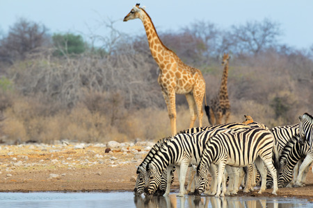 Plains zebras and giraffes at a waterhole, Etosha National Park, Namibiaの写真素材
