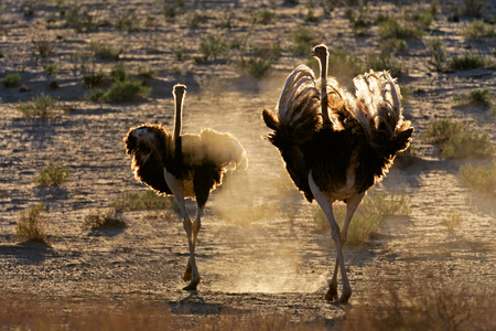 Two ostriches - Struthio camelus - walking in dust, Kalahari desert, South Africaの写真素材