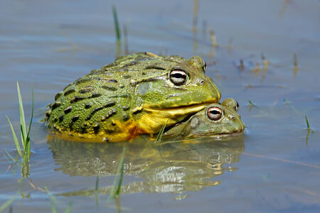 A pair of African giant bullfrogs - Pyxicephalus adspersus - mating, South Africaの写真素材
