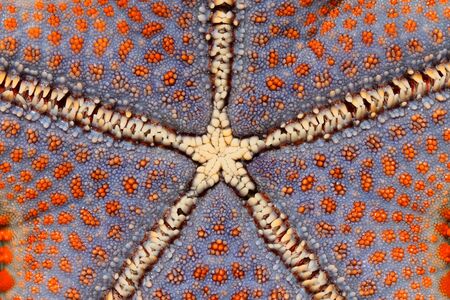 Close-up of a colorful starfish, Zanzibar islandの写真素材