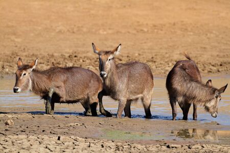 Waterbuck antelopes - Kobus ellipsiprymnus - in mud, Pilanesberg National Park, South Africaの写真素材