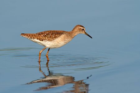 A ruff - Philomachus pugnax - foraging in water, South Africa