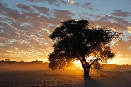 Sunset with silhouetted tree and dust, Kalahari desert, South Africaの写真素材