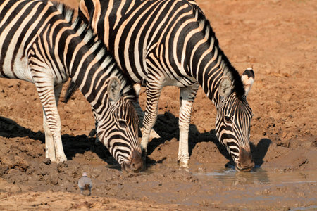 Plains Zebras Equus burchelli drinking water Pilanesberg National Park South Africaの写真素材