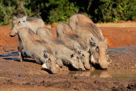 A family of warthogs Phacochoerus africanus drinking water South Africaの写真素材