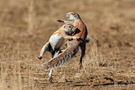 Two ground squirrels Xerus inaurus playing Kalahari desert South Africaの写真素材