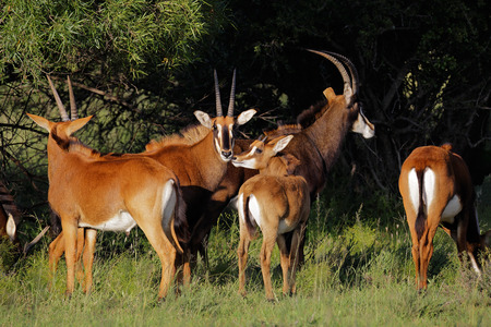 A family group of sable antelopes Hippotragus niger in natural habitat South Africaの写真素材