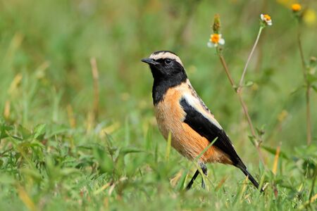 A colorful male buffstreaked chat Oenanthe bifasciata South Africa