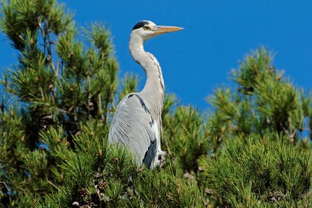 A grey heron Ardea cinerea perched in a tree South Africaの写真素材