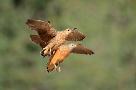 Spotted sandgrouses Pterocles burchelli in flight Kalahari desert South Africaの写真素材