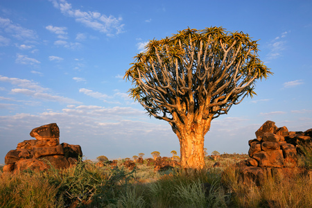 Desert landscape with a quiver tree Aloe dichotoma and granite rocks Namibiaの写真素材