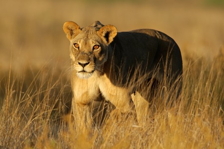 A lioness Panthera leo walking in early morning light Kalahari desert South Africaの写真素材