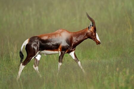 A blesbok antelope Damaliscus pygargus walking in grassland South Africaの写真素材