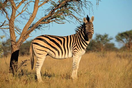 A plains Burchells Zebra Equus burchelli in natural habitat, South Africaの写真素材