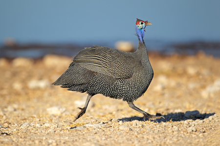Helmeted guineafowl Numida meleagris running, Etosha National Park, Namibiaの写真素材