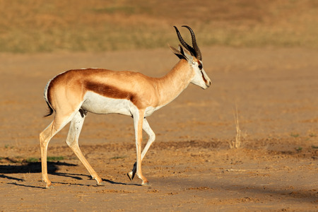 A male springbok antelope Antidorcas marsupialis, Kalahari desert, South Africaの写真素材