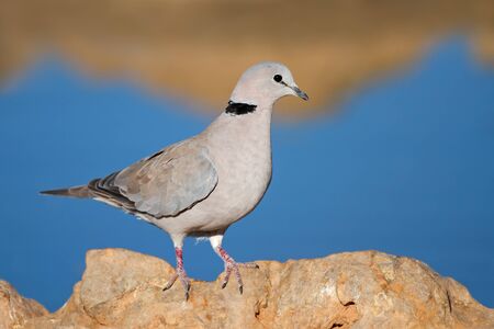 Cape turtle dove Streptopelia capicola perched on a rock, Kalahari, South Africaの写真素材