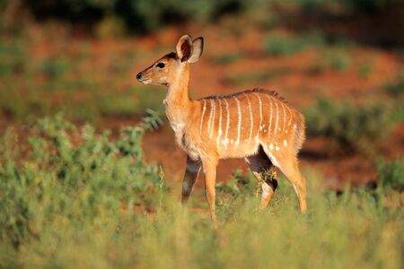 Young Nyala antelope Tragelaphus angasii in natural habitat, Mokala National Park, South Africaの写真素材