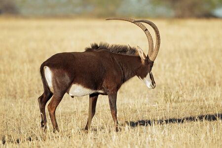 Male sable antelope Hippotragus niger with magnificent horns, South Africaの写真素材