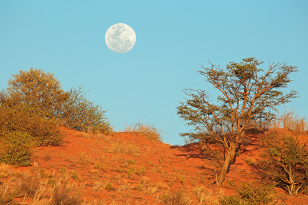African landscape with a red sand dune and early full moon, Kalahari desert, South Africaの写真素材
