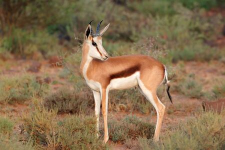 A young springbok antelope Antidorcas marsupialis, Mokala National Park, South Africaの写真素材