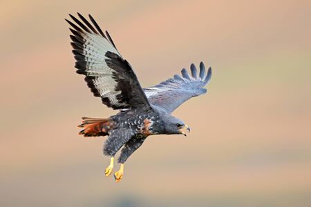 Jackal buzzard Buteo rufofuscus in flight with outstretched wings, South Africaの写真素材