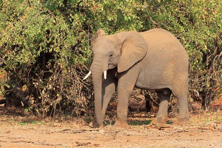 African elephant Loxodonta africana in natural habitat, Kruger National Park, South Africaの写真素材