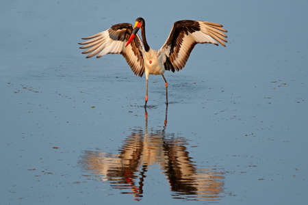 Sadle-billed stork Ephippiorhynchus senegalensis, Kruger National Park, South Africaの写真素材