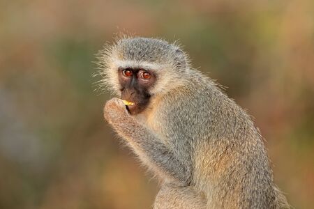 Portrait of a vervet monkey Cercopithecus aethiops, Kruger National Park, South Africaの写真素材