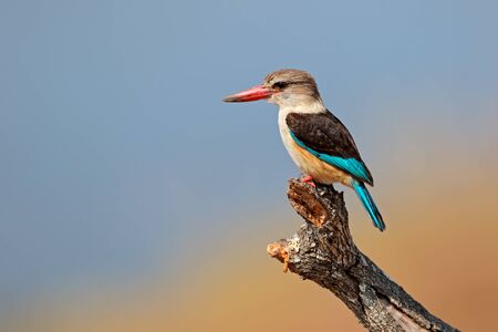 A brown-hooded kingfisher Halcyon albiventris, Kruger National Park, South Africaの写真素材