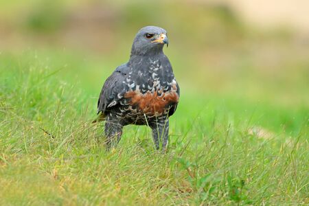A jackal buzzard Buteo rufofuscus sitting on green grass, South Africaの写真素材