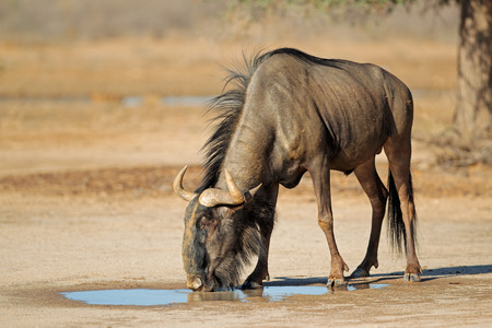 Blue wildebeest Connochaetes taurinus at a waterhole, Kalahari desert, South Africaの写真素材
