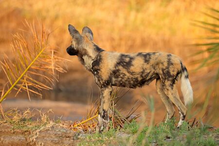African wild dog or painted hunting dog (Lycaon pictus), Sabie-Sand nature reserve, South Africaの写真素材
