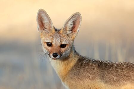 Portrait of a Cape fox Vulpes chama, Kalahari desert, South Africaの写真素材