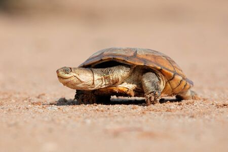 Helmeted terrapin Pelomedusa subrufa on land, South Africa