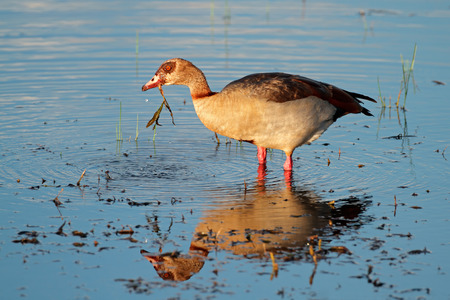 Egyptian goose Alopochen aegyptiacus foraging in shallow water, South Africaの写真素材