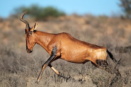 Red hartebeest Alcelaphus buselaphus sprinting, Kalahari desert, South Africaの写真素材