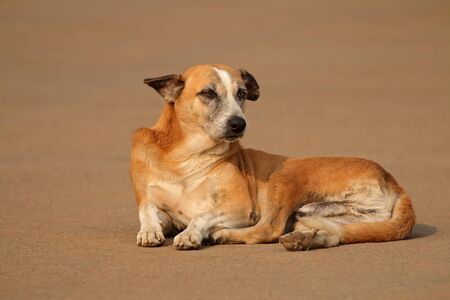 Homeless, stray street dog laying in a street of Delhi, Indiaの写真素材