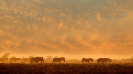 Plains Zebras Equus burchelli walking in dust at sunrise, Etosha National Park, Namibiaの写真素材