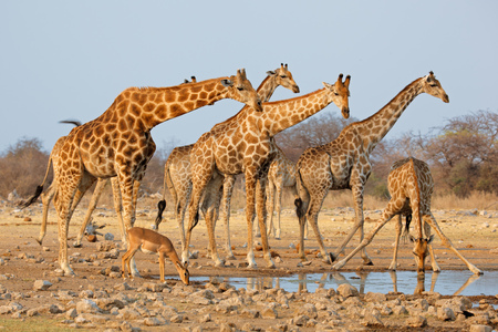Giraffe herd Giraffa camelopardalis at a waterhole, Etosha National Park, Namibiaの写真素材