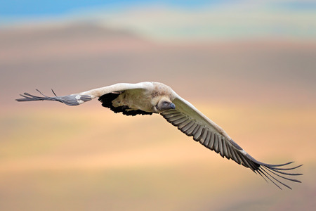 An endangered Cape vulture Gyps coprotheres in flight, South Africaの写真素材