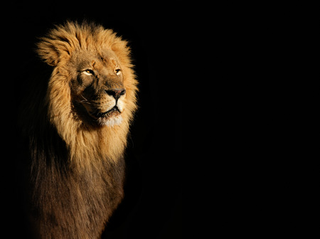 Portrait of a big male African lion Panthera leo against a black background, South Africa